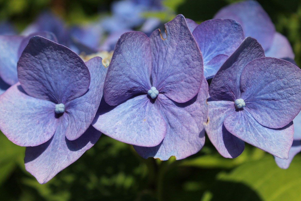 Hortensia herrero: 5 secretos para cultivar la planta perfecta 1 hortensia herrero
