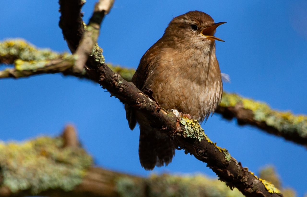 Jennie: 5 razones por las que te enamorarás de su estilo 3 jennie