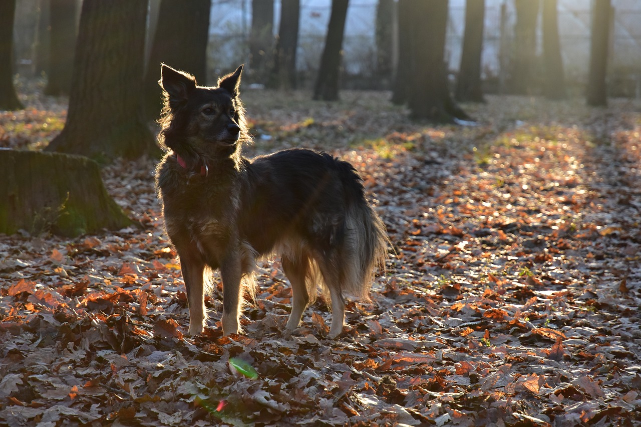 Kima sofía pantoja loaiza: 5 pasos para alcanzar tus metas personales 4 kima sofía pantoja loaiza