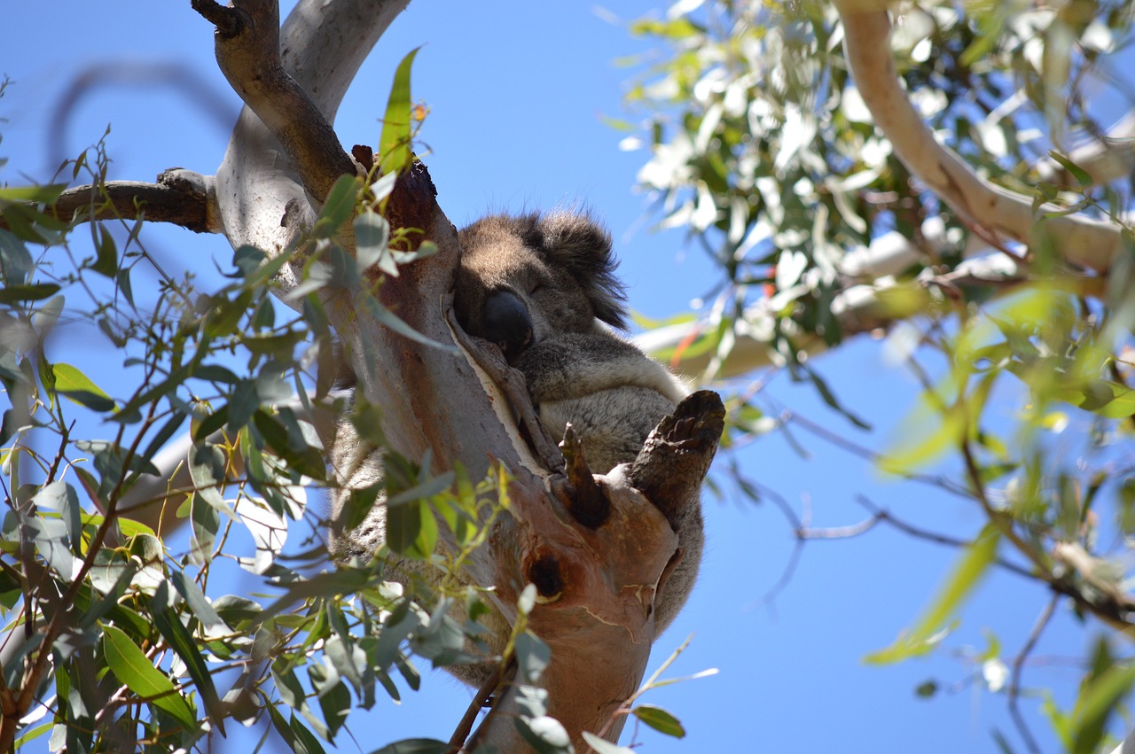 Koala animado: 7 trucos para atraer más seguidores en redes 4 koala animado