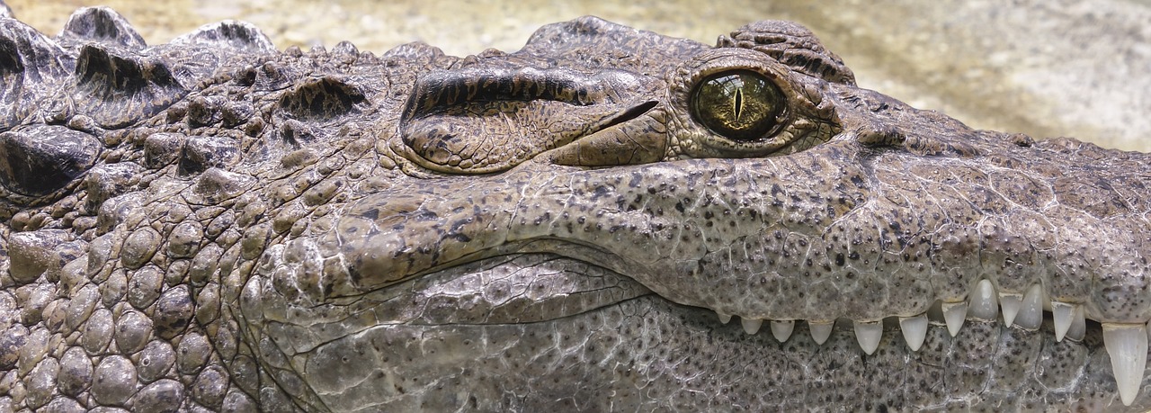 krokodil