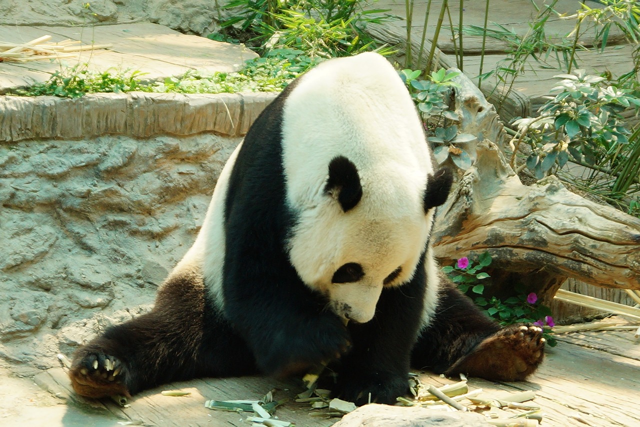 kung fu panda