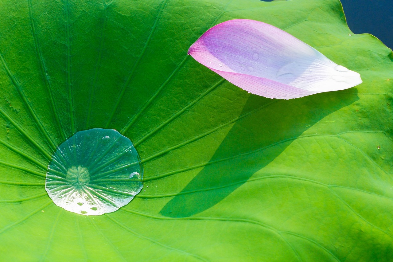 lotus