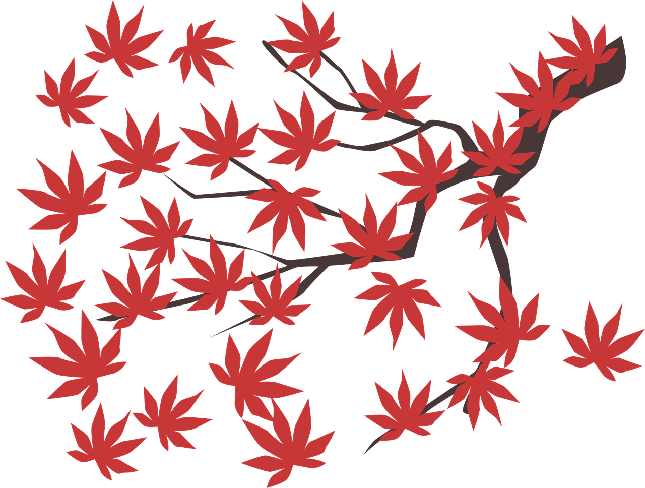 maple
