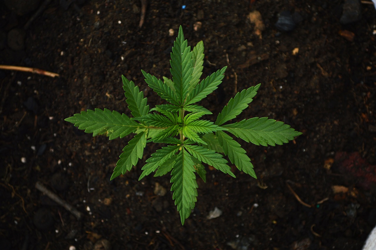 Mariguana: 5 beneficios sorprendentes para la salud mental 1 mariguana