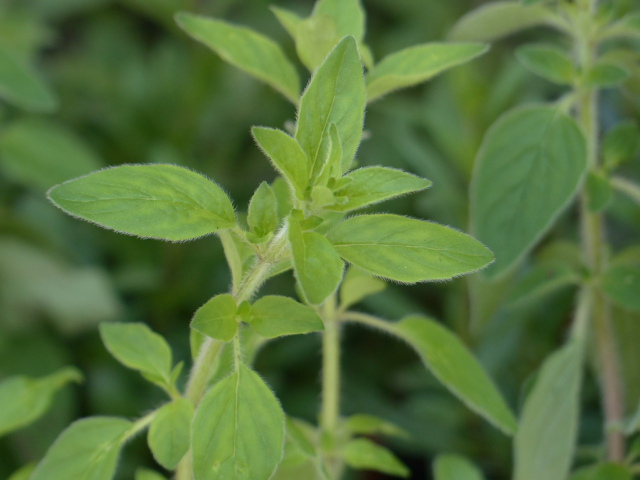 Mejorana: 5 beneficios sorprendentes para tu salud y bienestar 3 mejorana