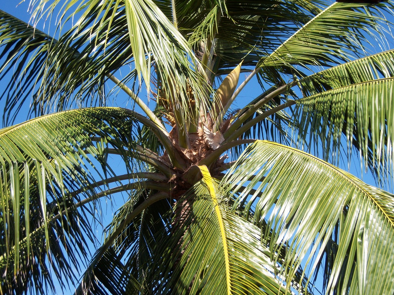Mercado de jamaica: 5 platos imperdibles que debes probar 2 mercado de jamaica