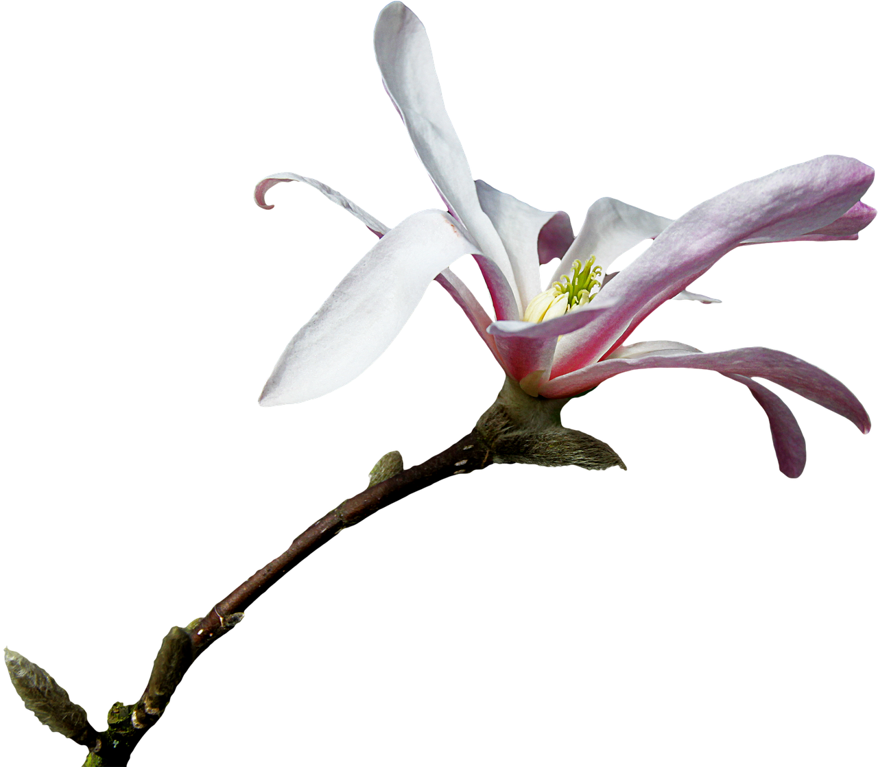 Moño rosa png: 5 ideas creativas para usar tu moño rosa 4 moño rosa png