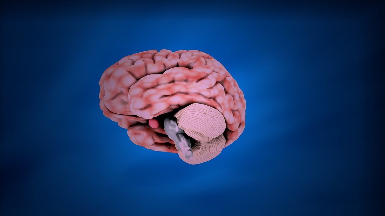 Muerte cerebral: 5 hechos que debes saber sobre el tema 3 muerte cerebral