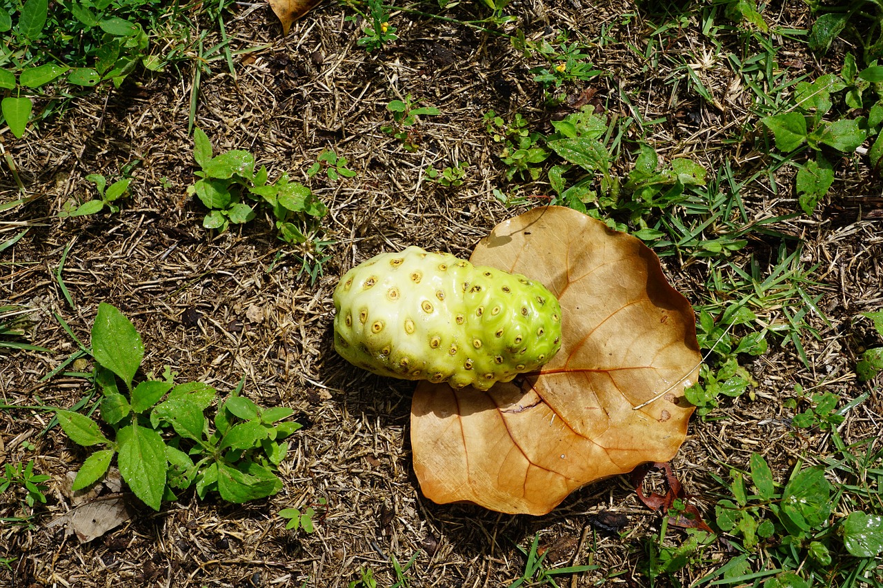 noni