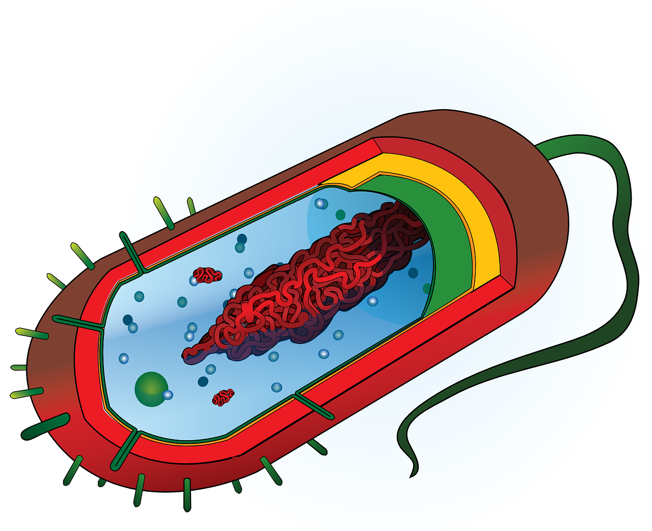 nucleoide