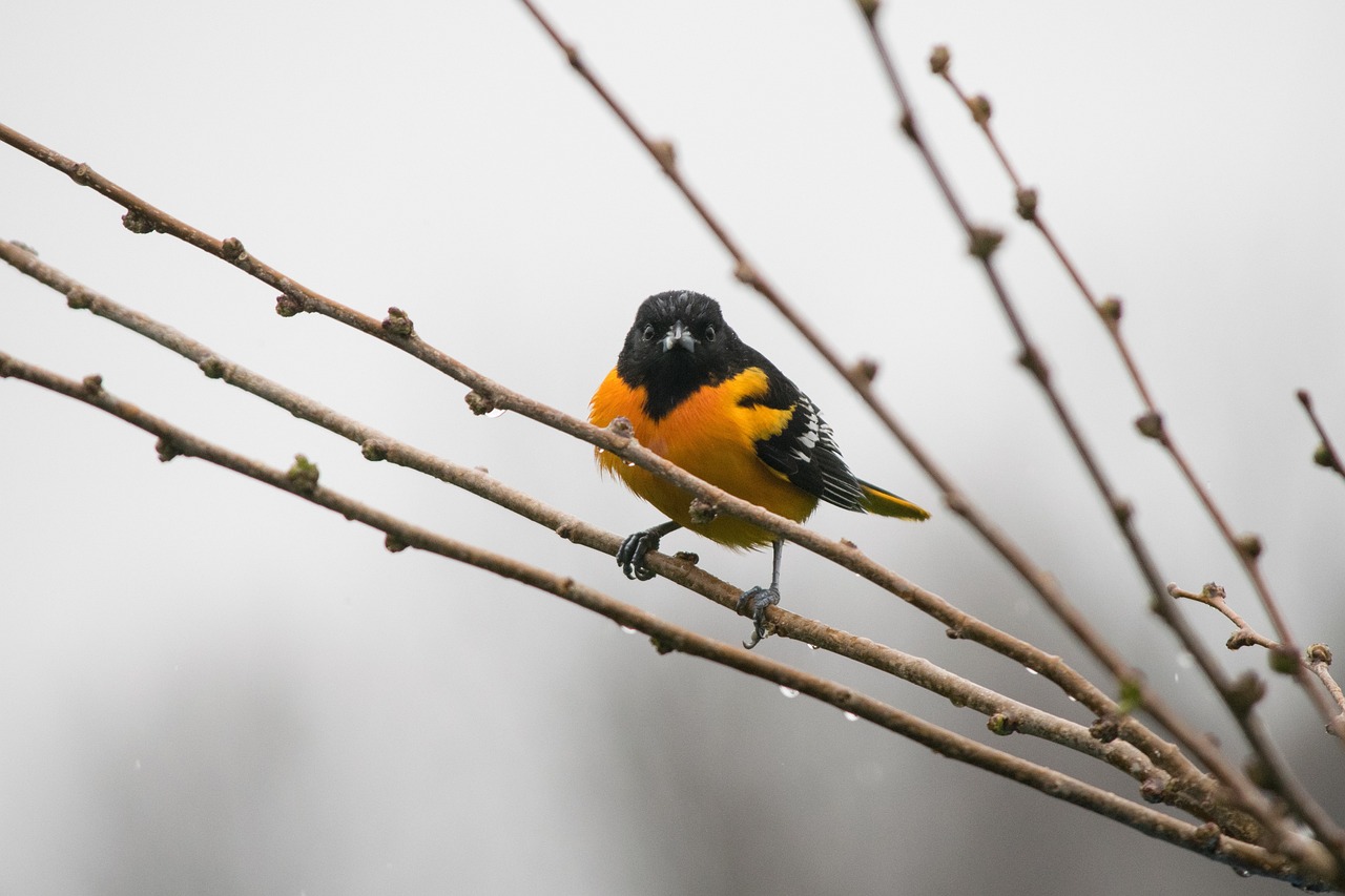orioles