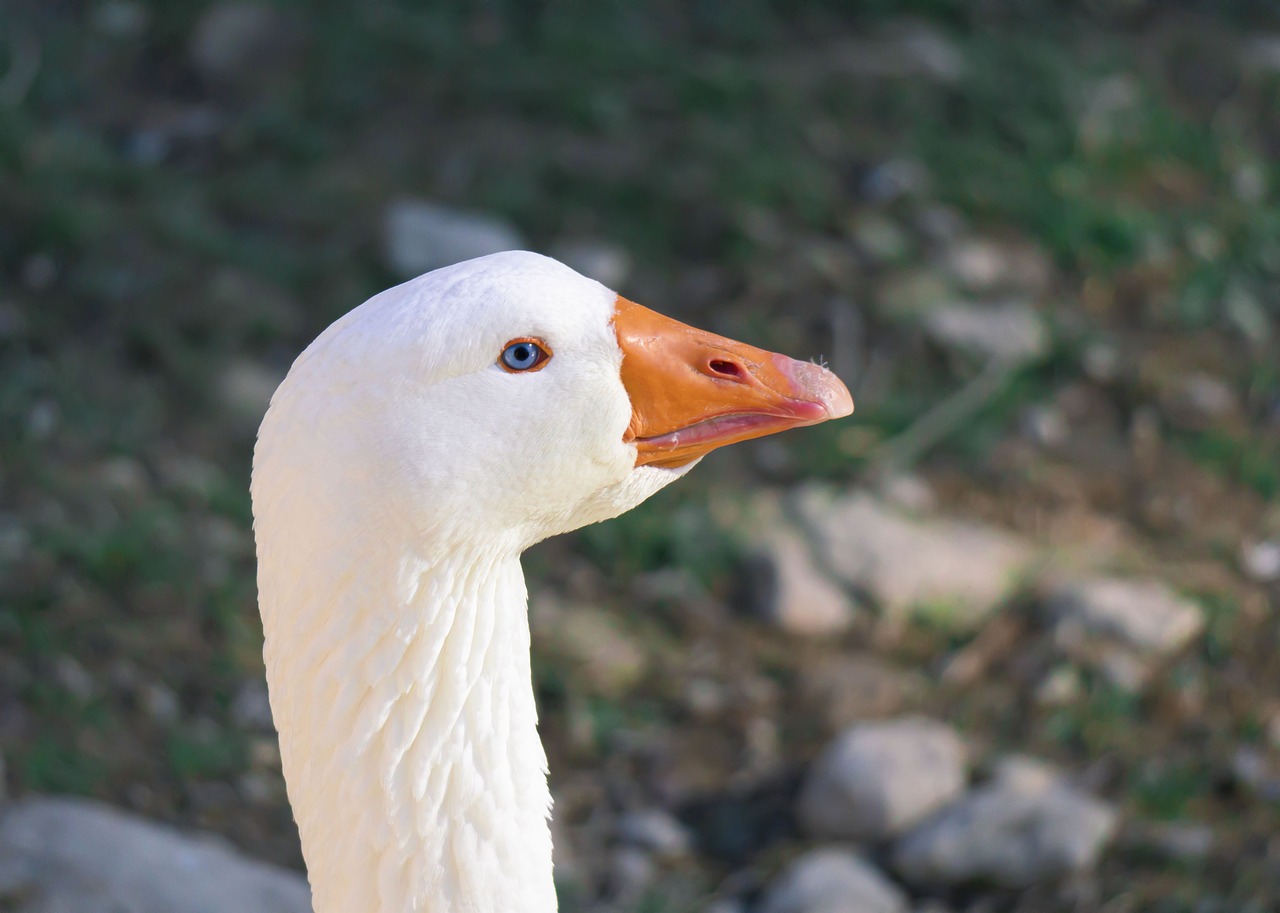 oviparos