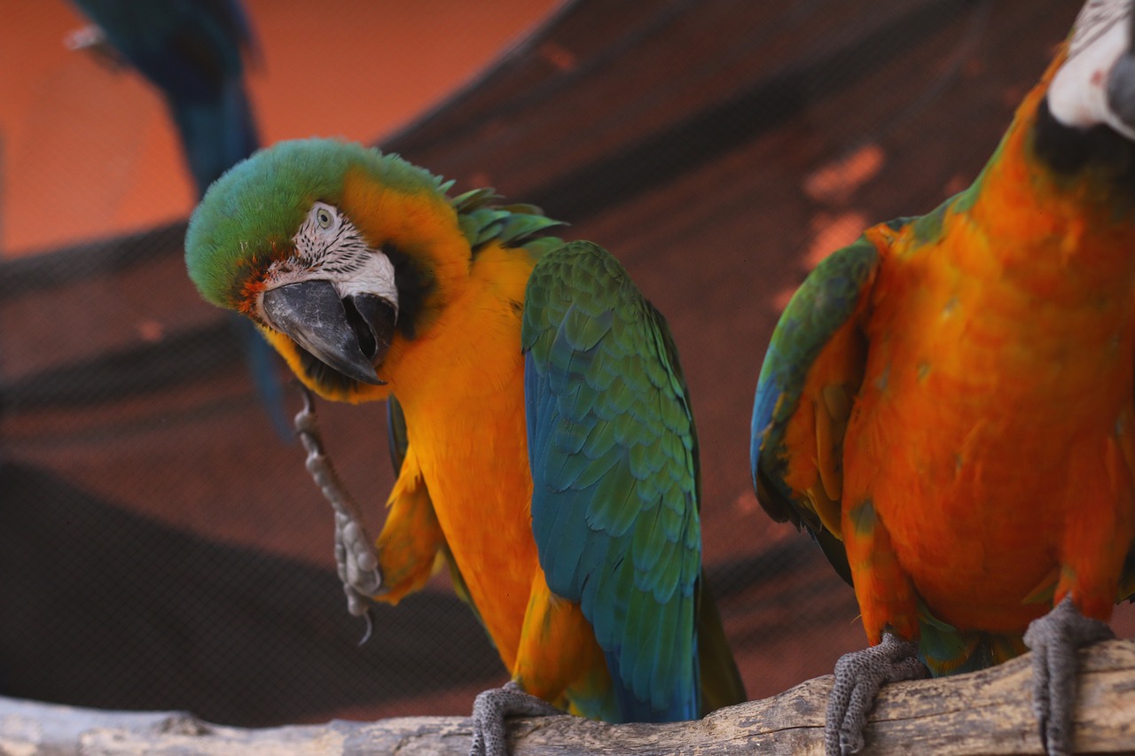 pajaro loco