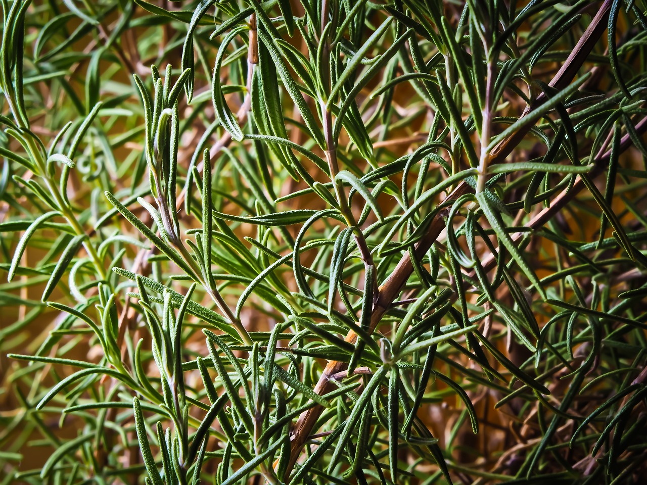 parto natural