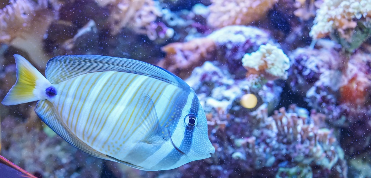 Pescado animado: 5 pasos para crear personajes encantadores 3 pescado animado