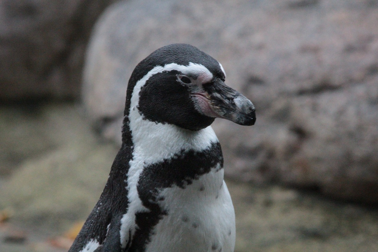 pinguinos