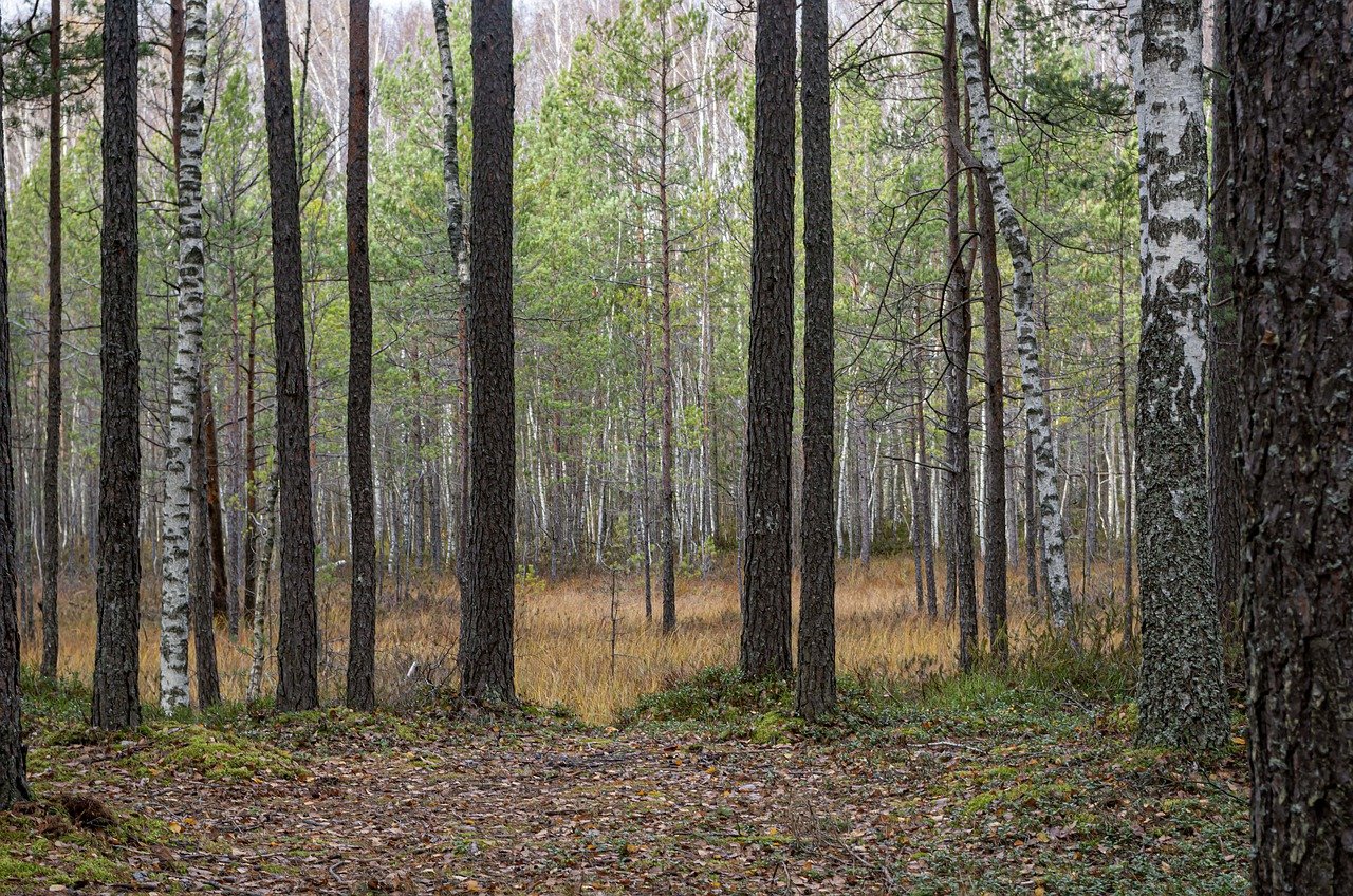 pinos