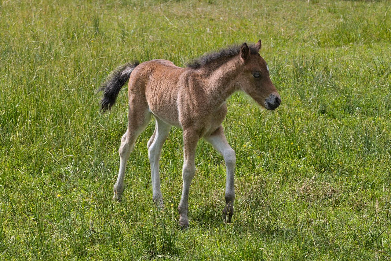 pony