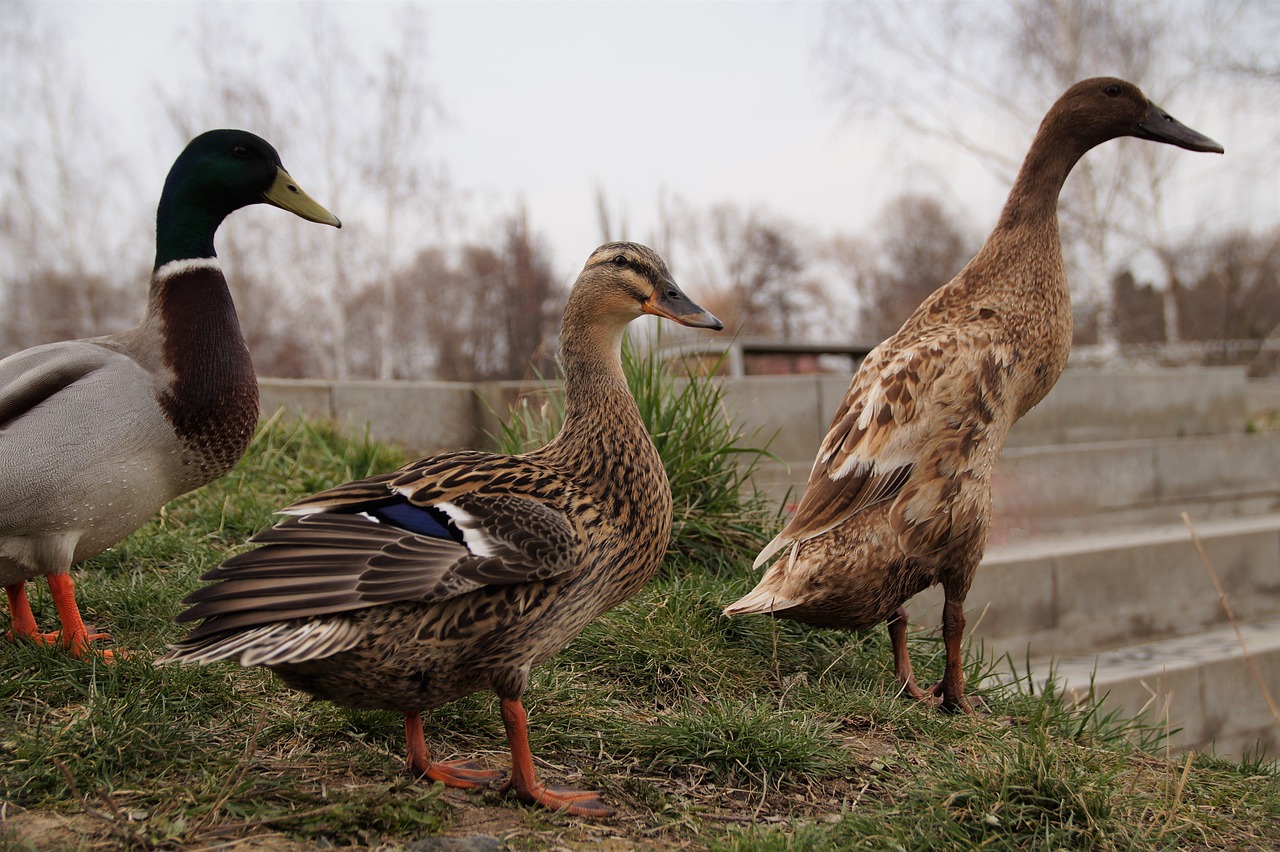 Ran: 7 estrategias efectivas para aumentar tu productividad 1 ran