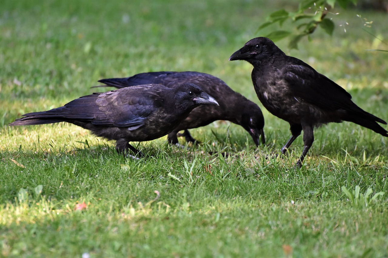Ravens: 7 datos fascinantes que no conocías sobre ellos 1 ravens
