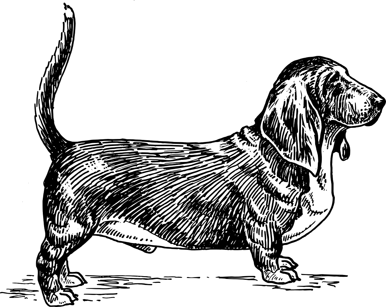 sabuesos