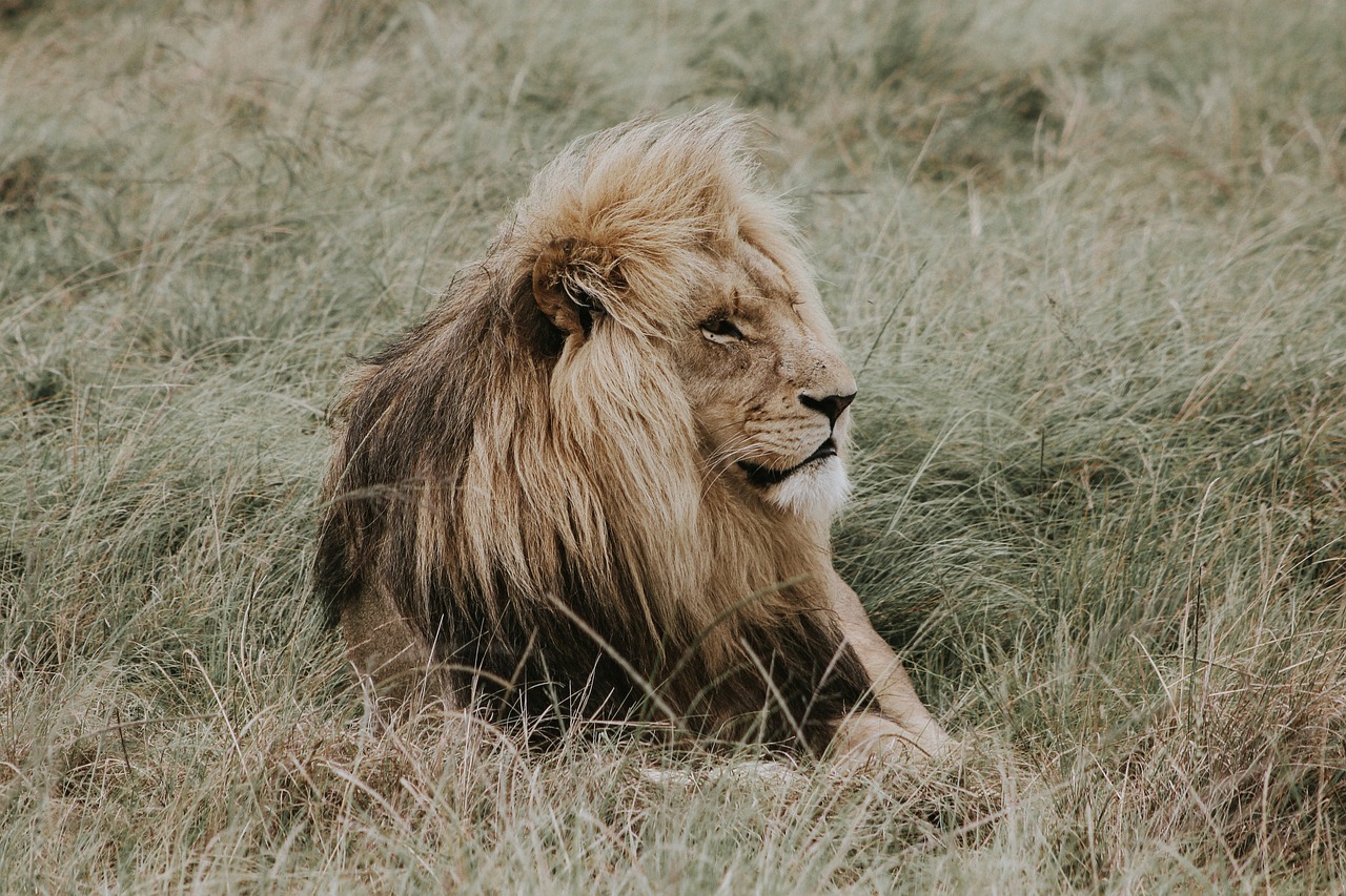 Simba: 7 lecciones de liderazgo que puedes aplicar hoy 4 simba