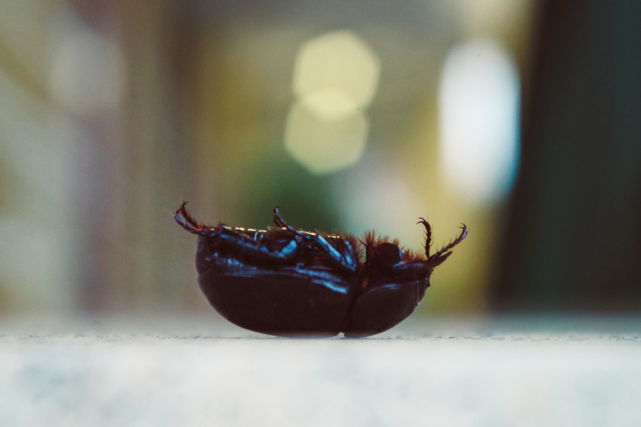 Supino: 5 claves para dominar el arte del minimalismo 4 supino