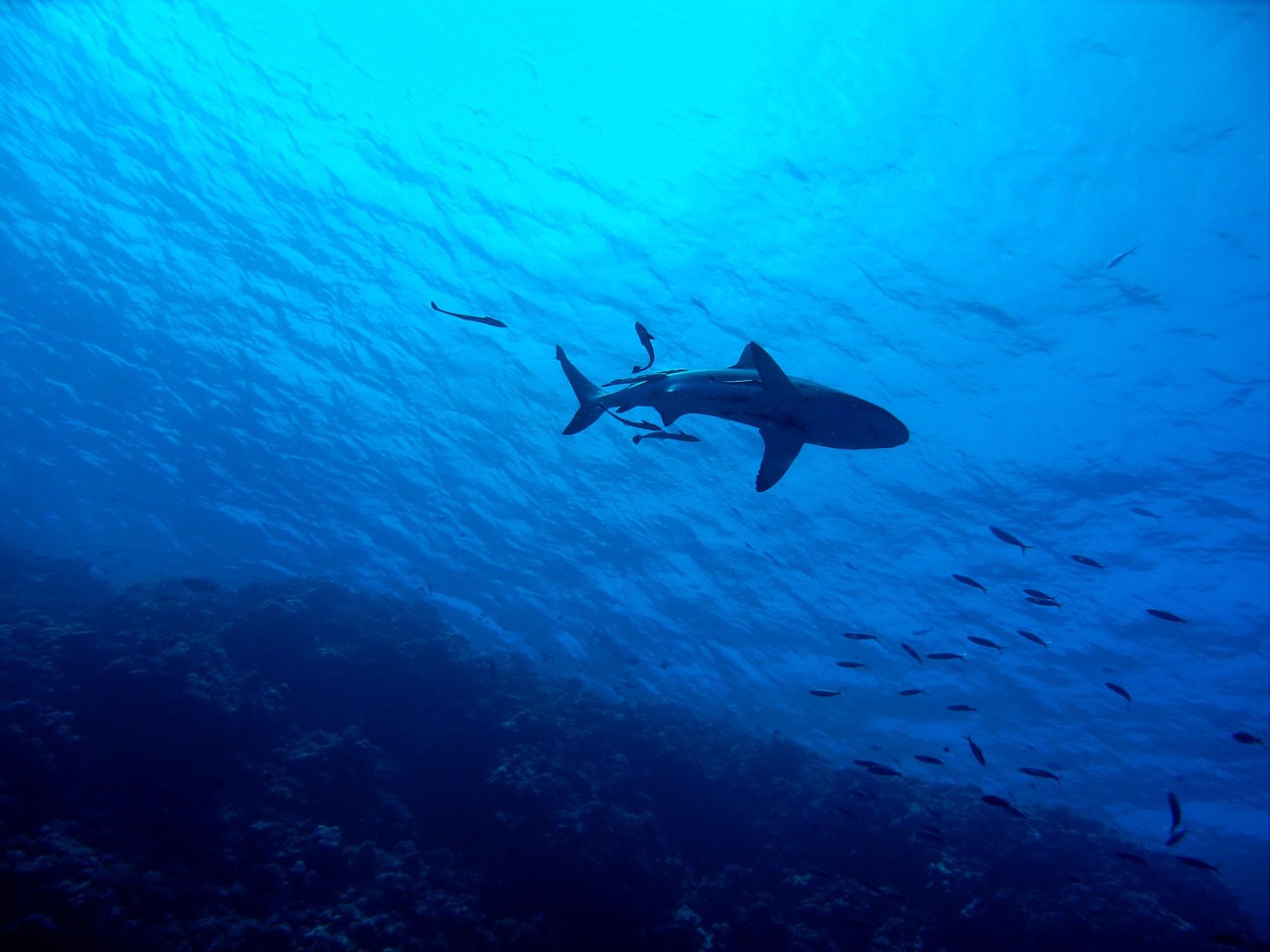 Tiburón blanco: 5 datos fascinantes que no conocías sobre él 4 tiburón blanco