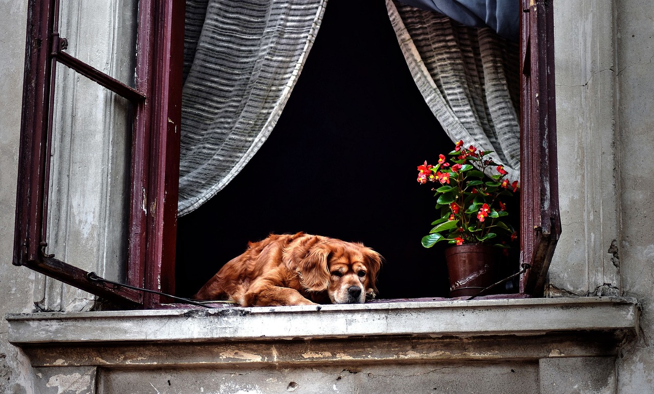 ventanas
