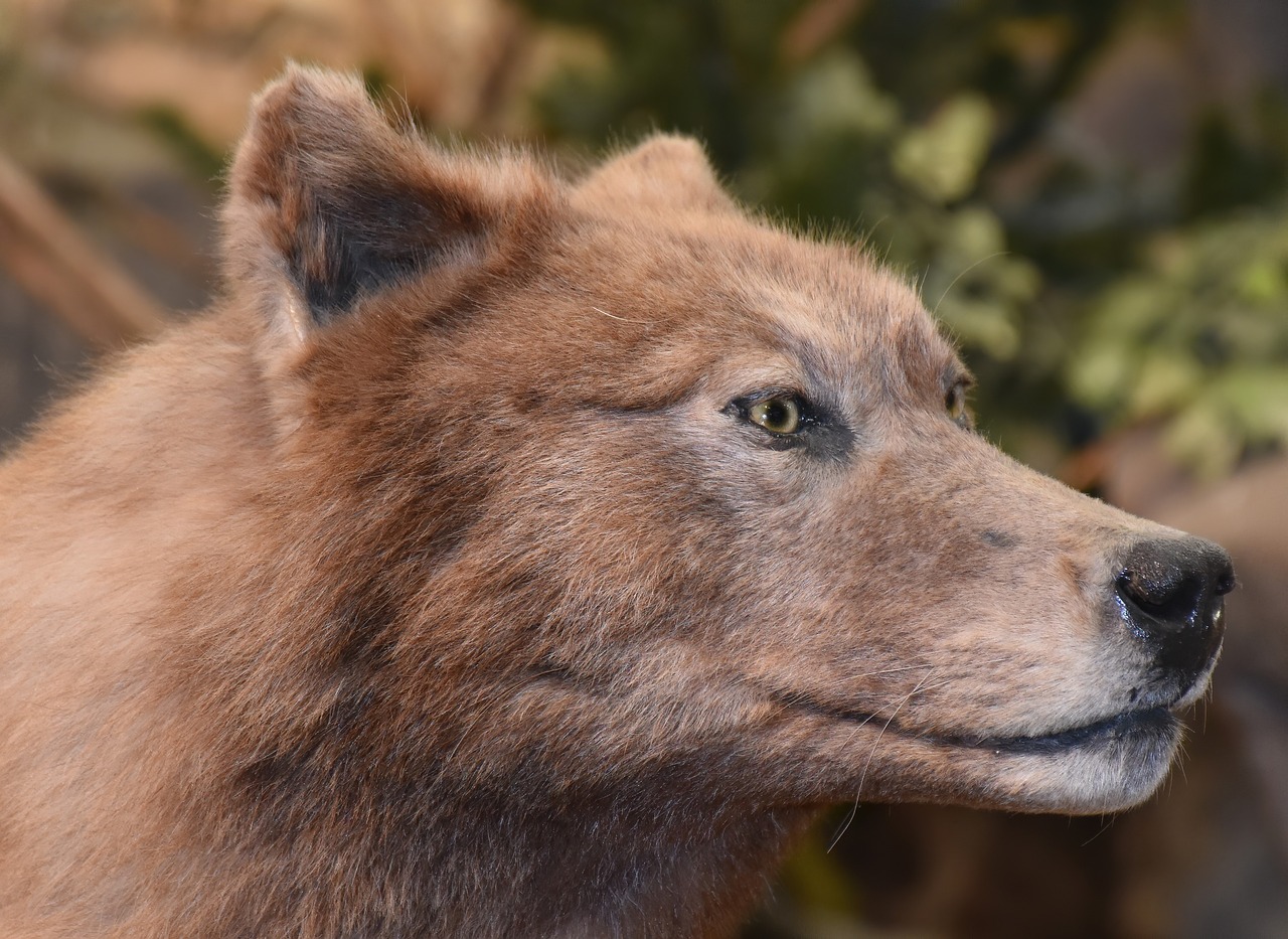 Wolf cut hombre: 5 estilos para lucir moderno y atractivo 5 wolf cut hombre