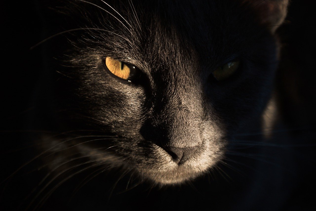 wordle cat