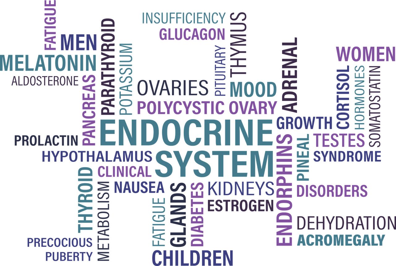 wordle catala