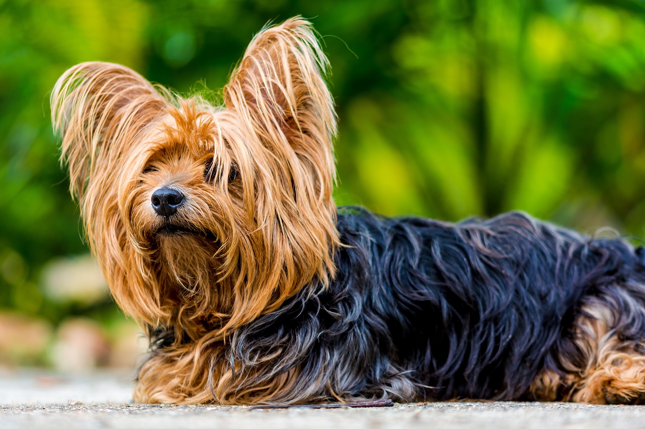 yorkshire terrier
