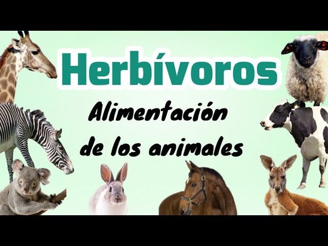 20 animales herbivoros